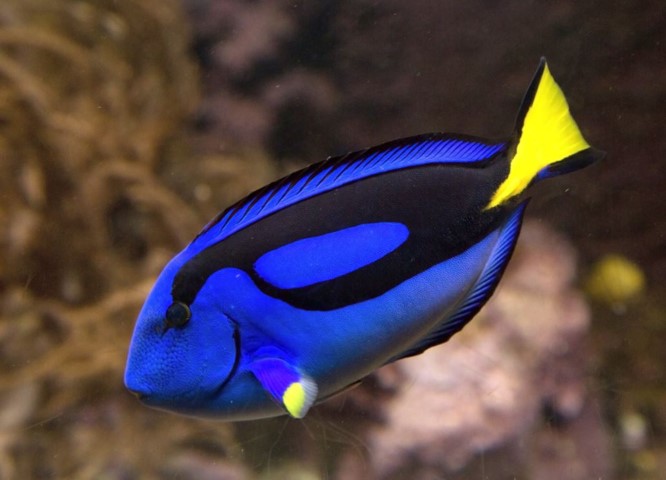 Ikan Blue Tang